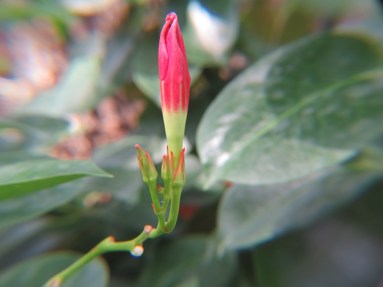 flower red bud free photo