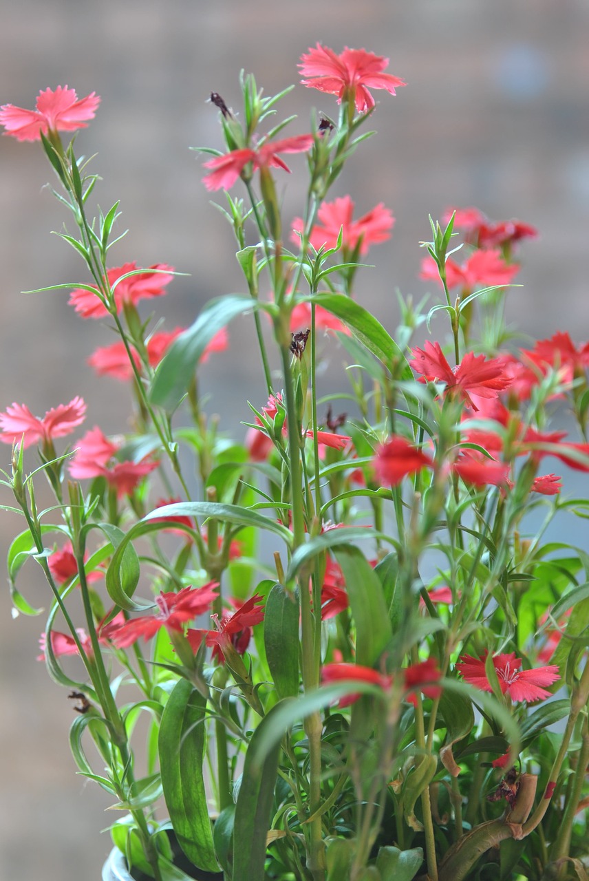 flower grass bonsai free photo