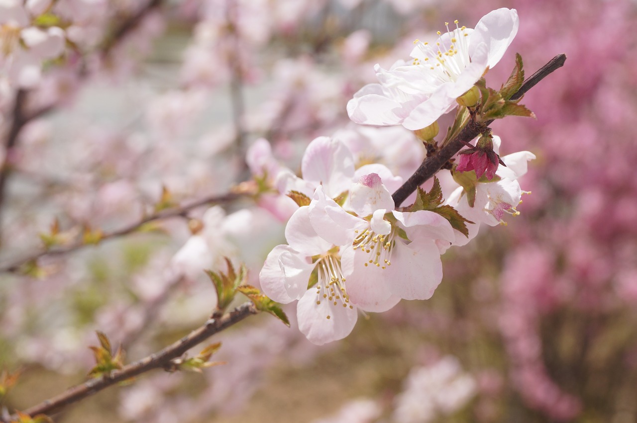 flower scenery plant free photo