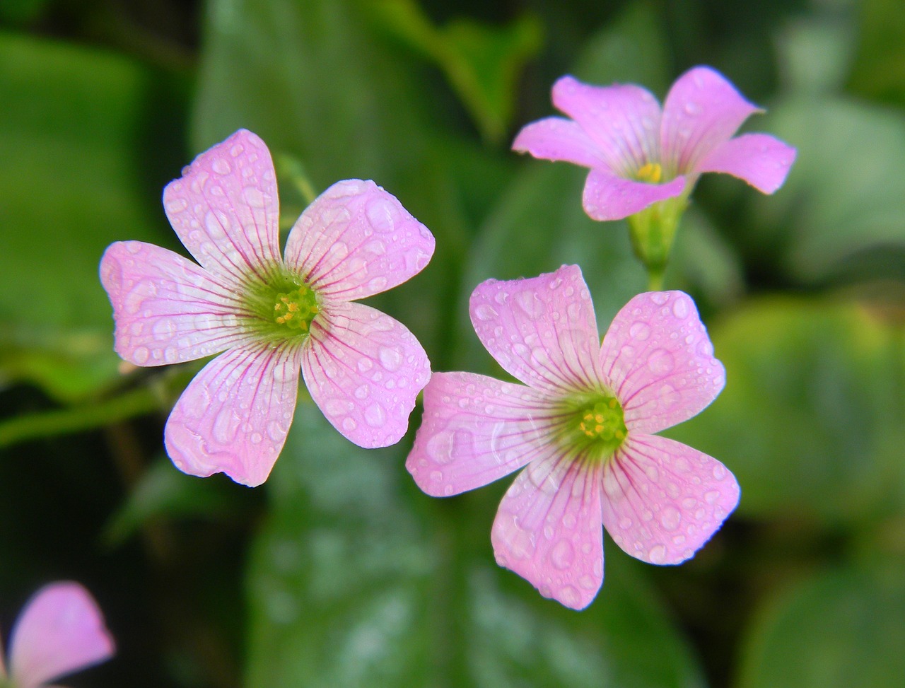 flower pink pink flowers free photo