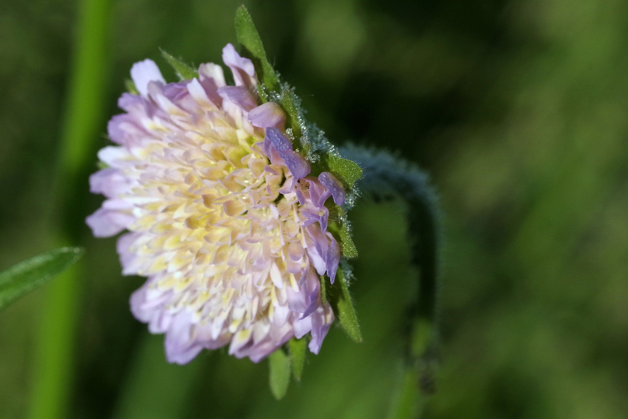 flower rosa violet free photo