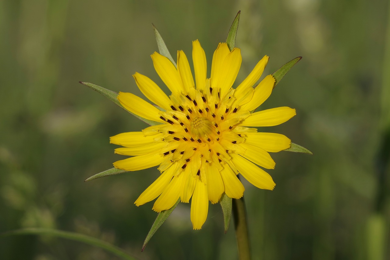 flower yellow the petals free photo