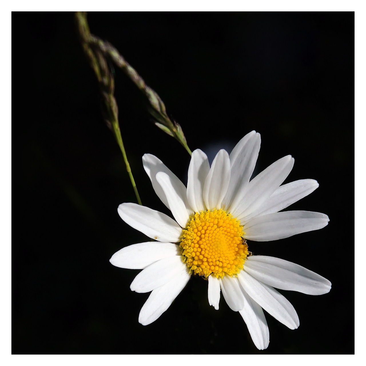 flower white flower wild flowers free photo