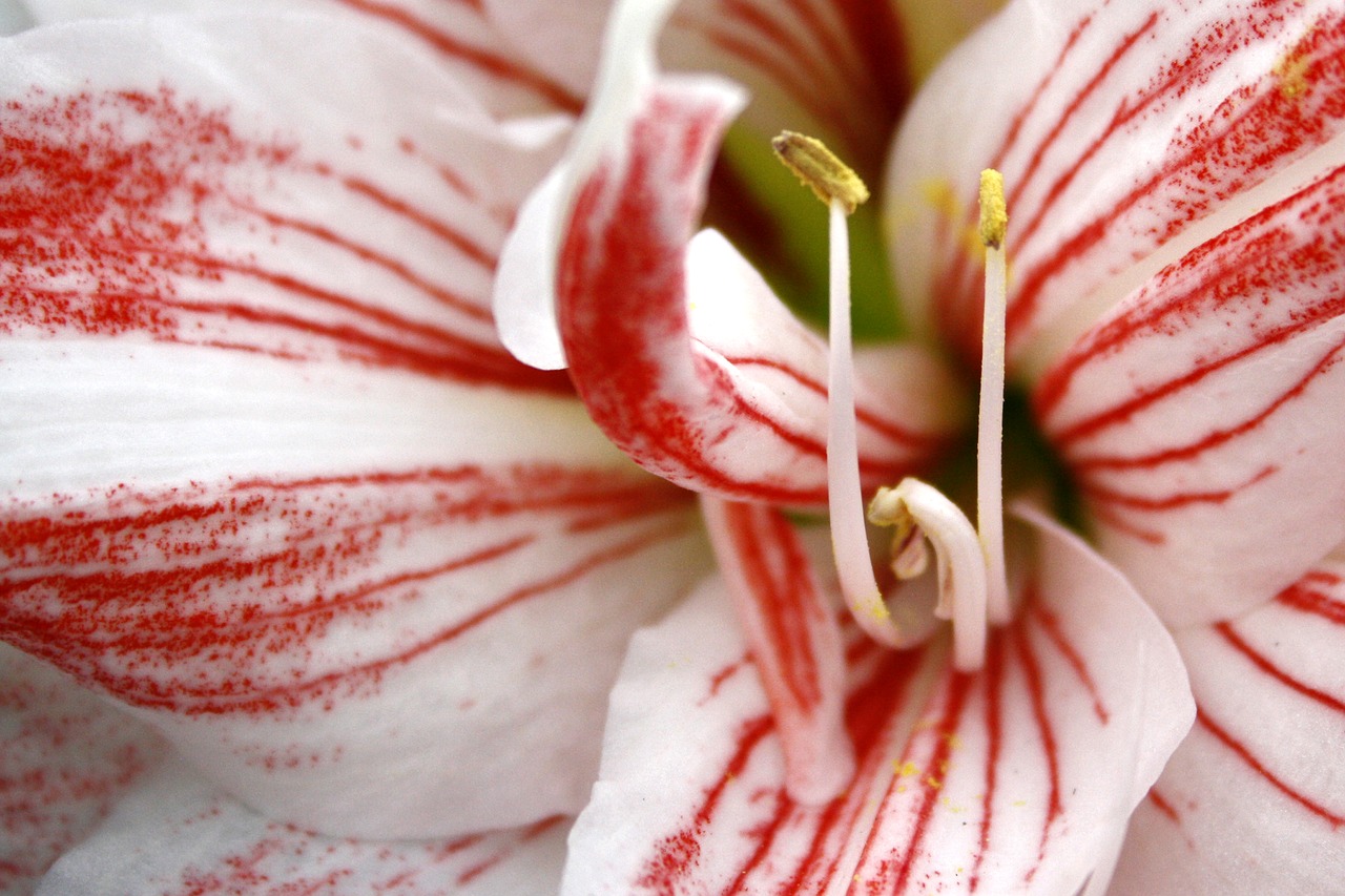 flower red white free photo