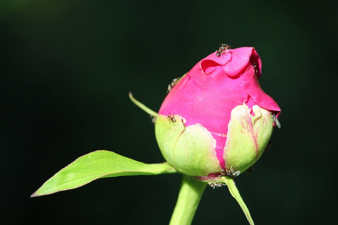 flower ant blossom free photo