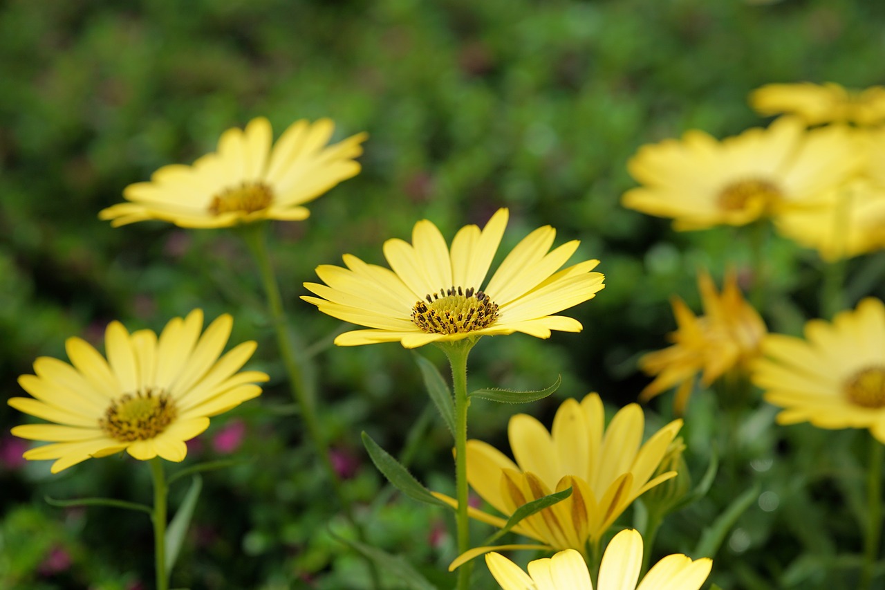 flower blossom bloom free photo