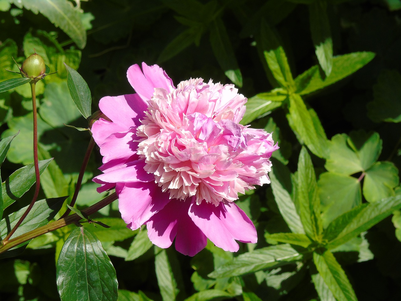 flower pink peony free photo
