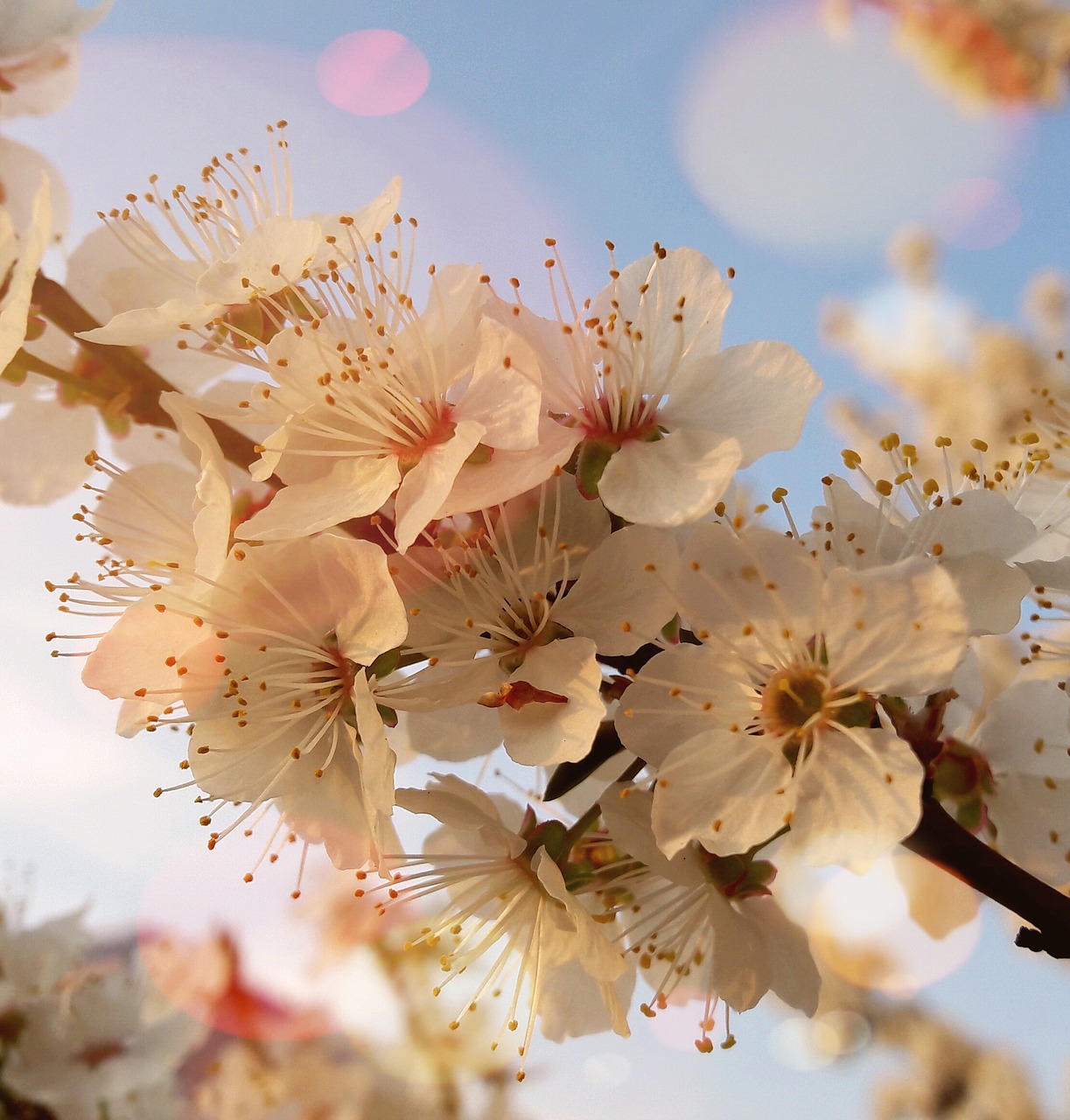 flower flowering nature free photo