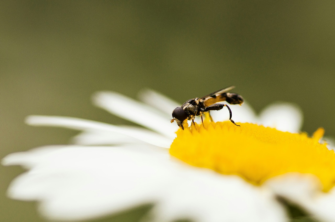 flower daisy summer free photo