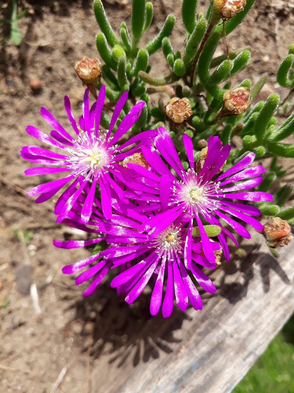 flower nature plant free photo