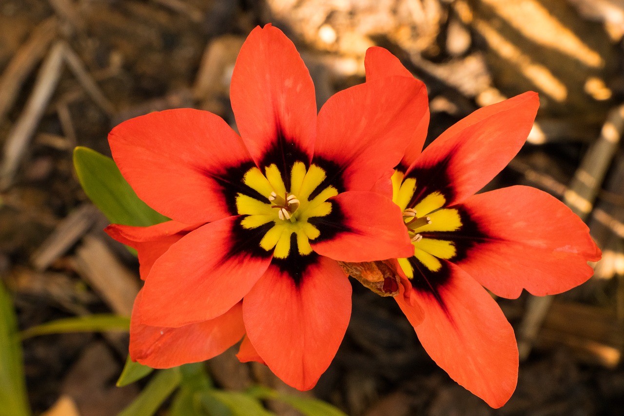 flower blossom bloom free photo