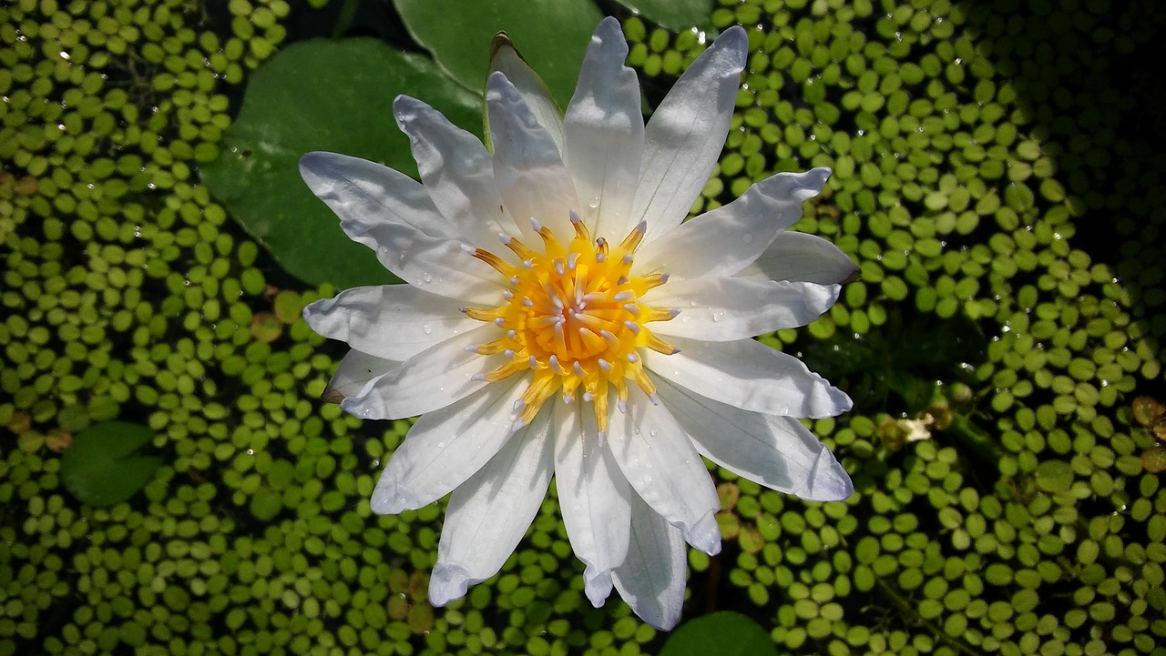 flower water lily free photo