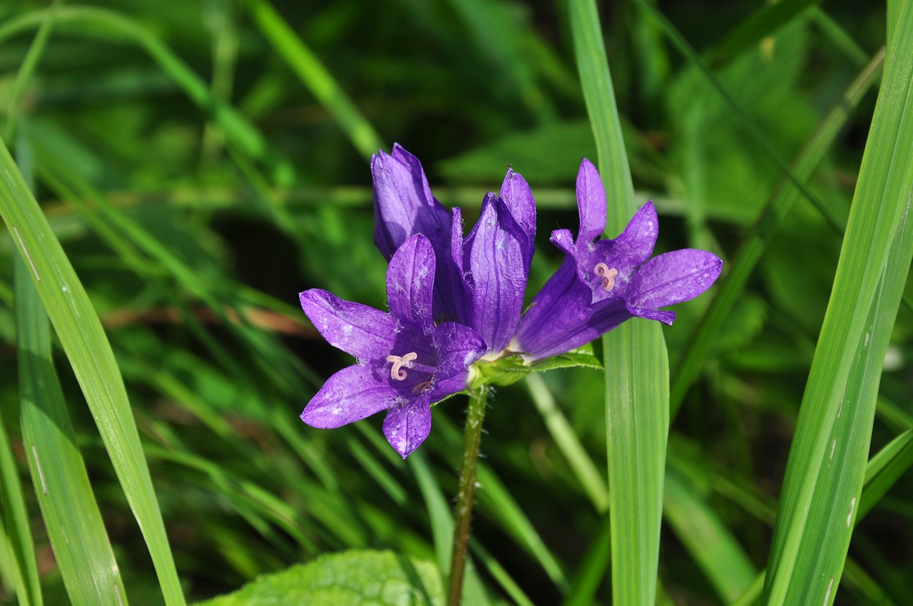 flower purple bloom free photo