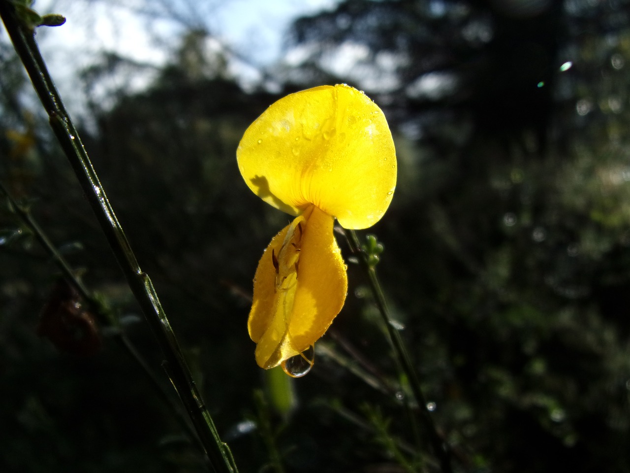 flower broom nature free photo