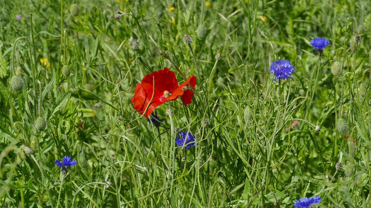 flower blossom bloom free photo