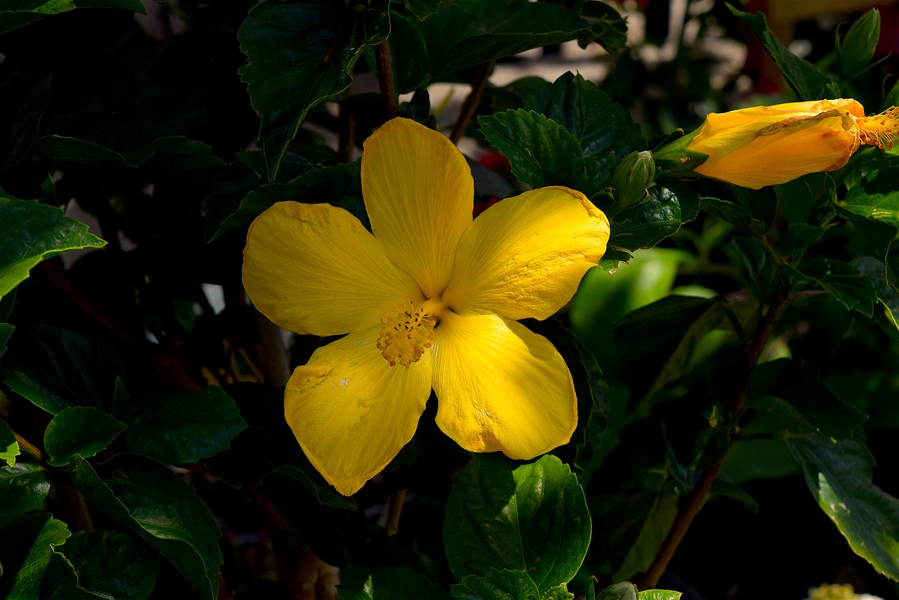 flower yellow macro free photo