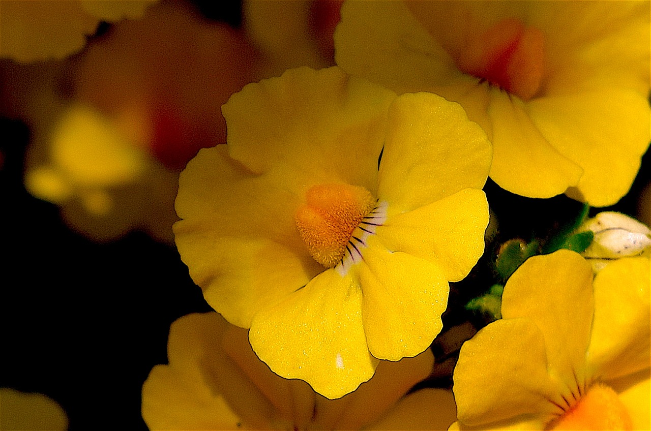 flower yellow macro free photo