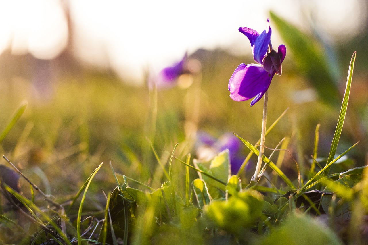 flower spring green free photo