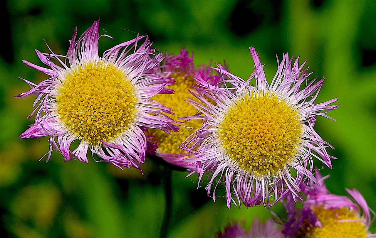 flower yellow purple free photo