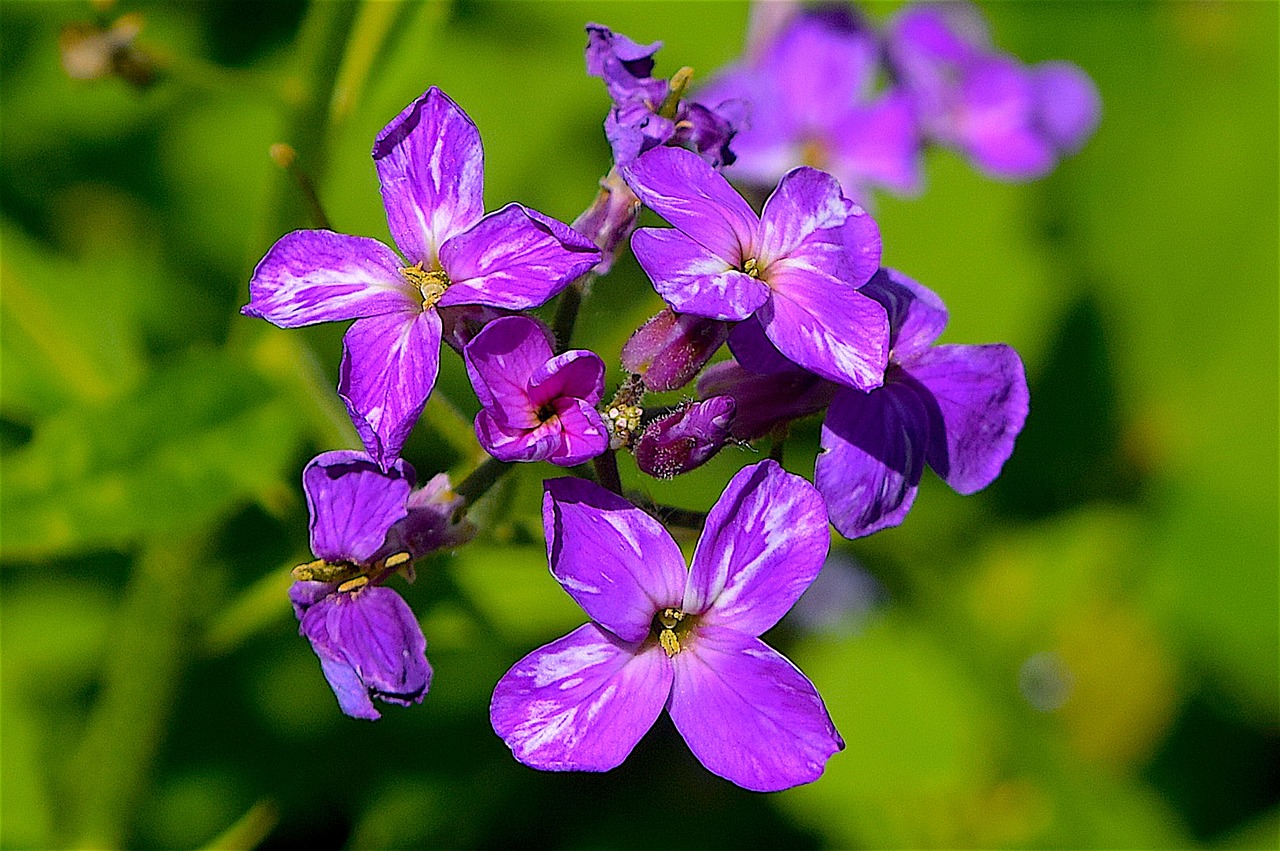 flower purple nature free photo