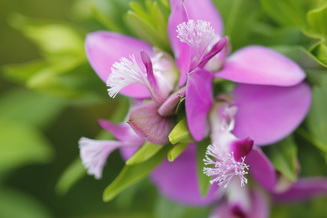 flower nature green free photo