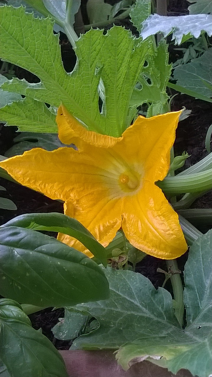 flower pumpkin flower yellow flowers free photo