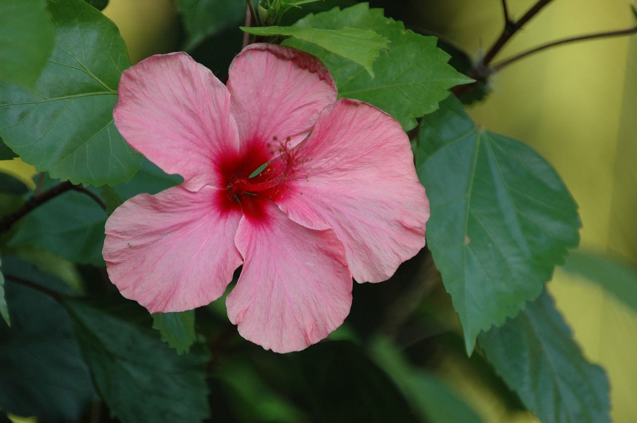 flower hibiscus tropical free photo