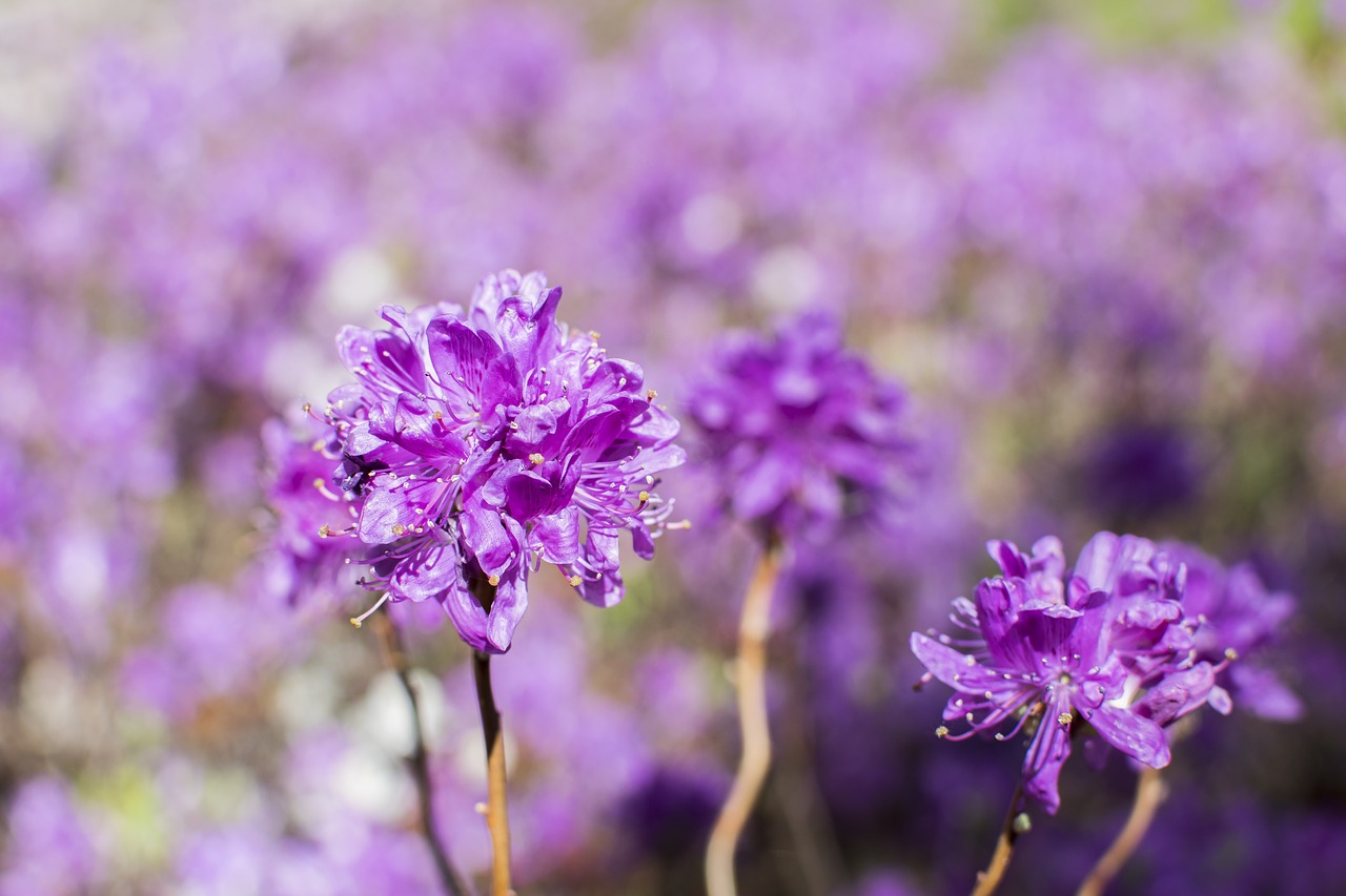 flower purple floral free photo