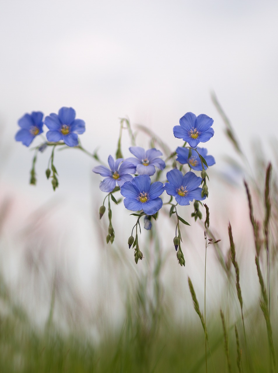 flower blue meadow free photo