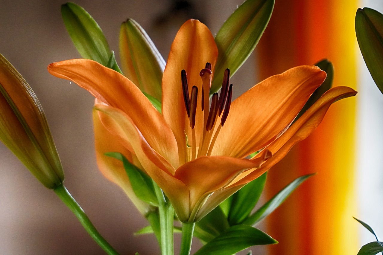 flower orange blossom free photo