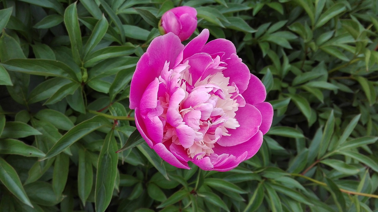 flower purple flowers peony free photo