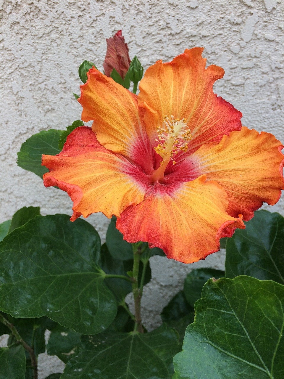 flower hibiscus bloom free photo