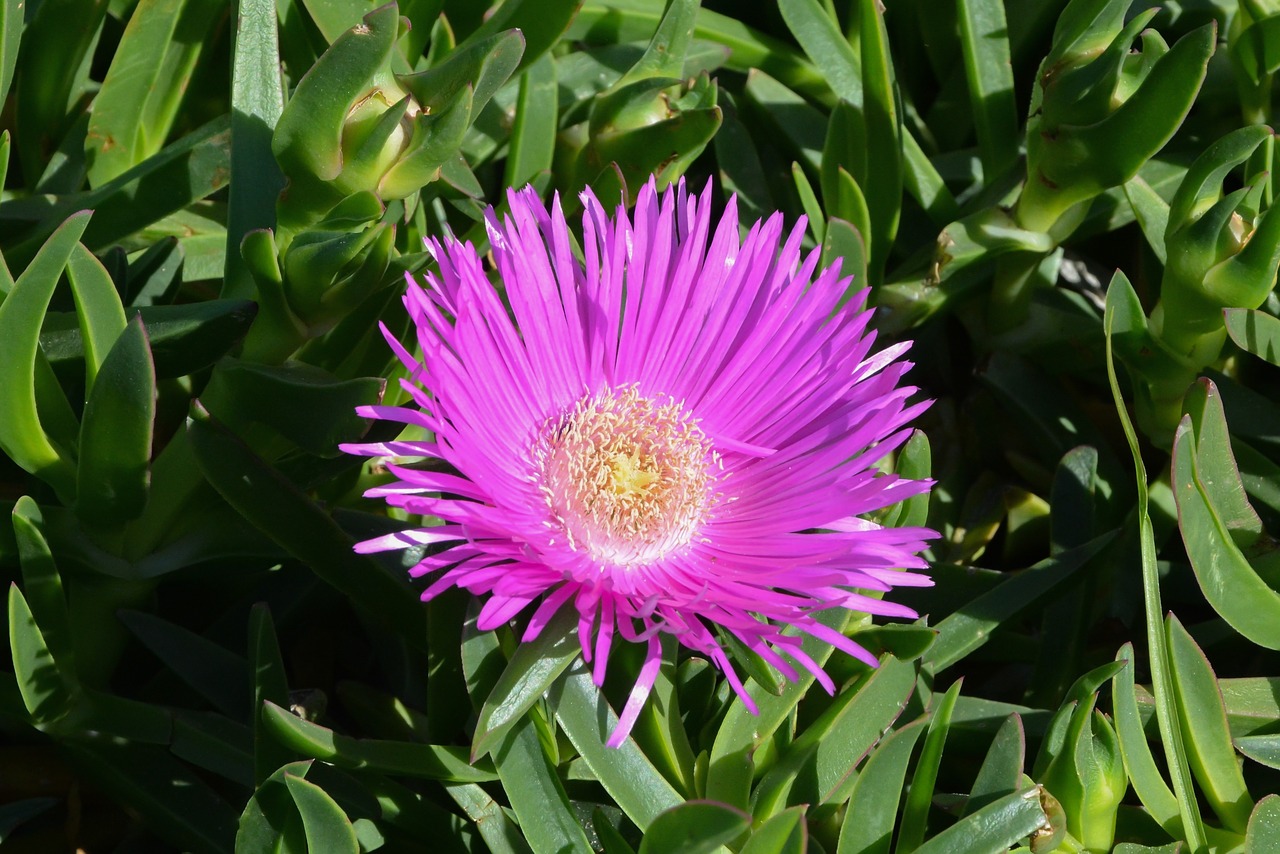 flower pink beauty free photo