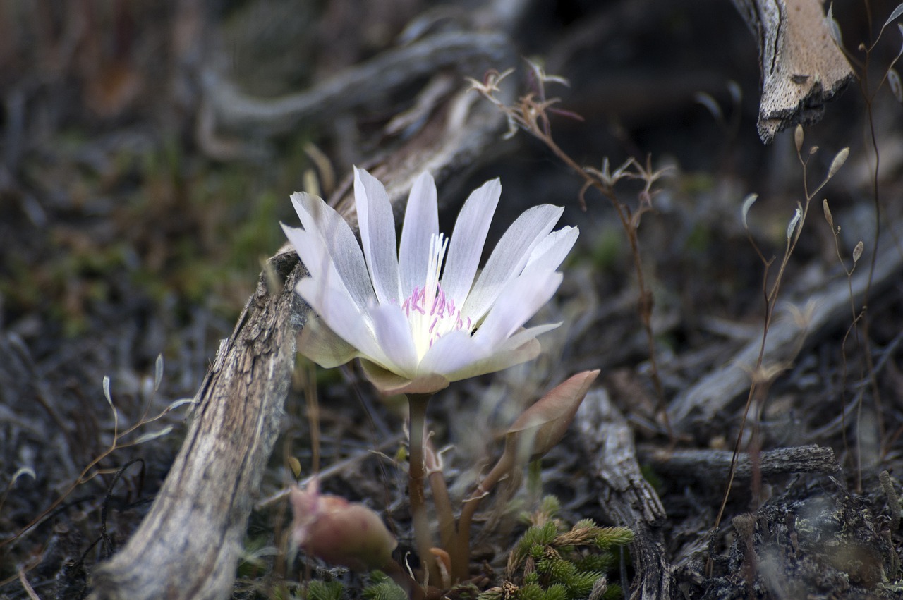 flower wildflower nature free photo