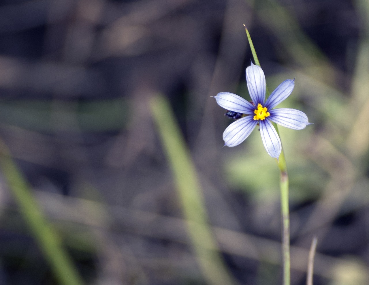 flower wildflower nature free photo