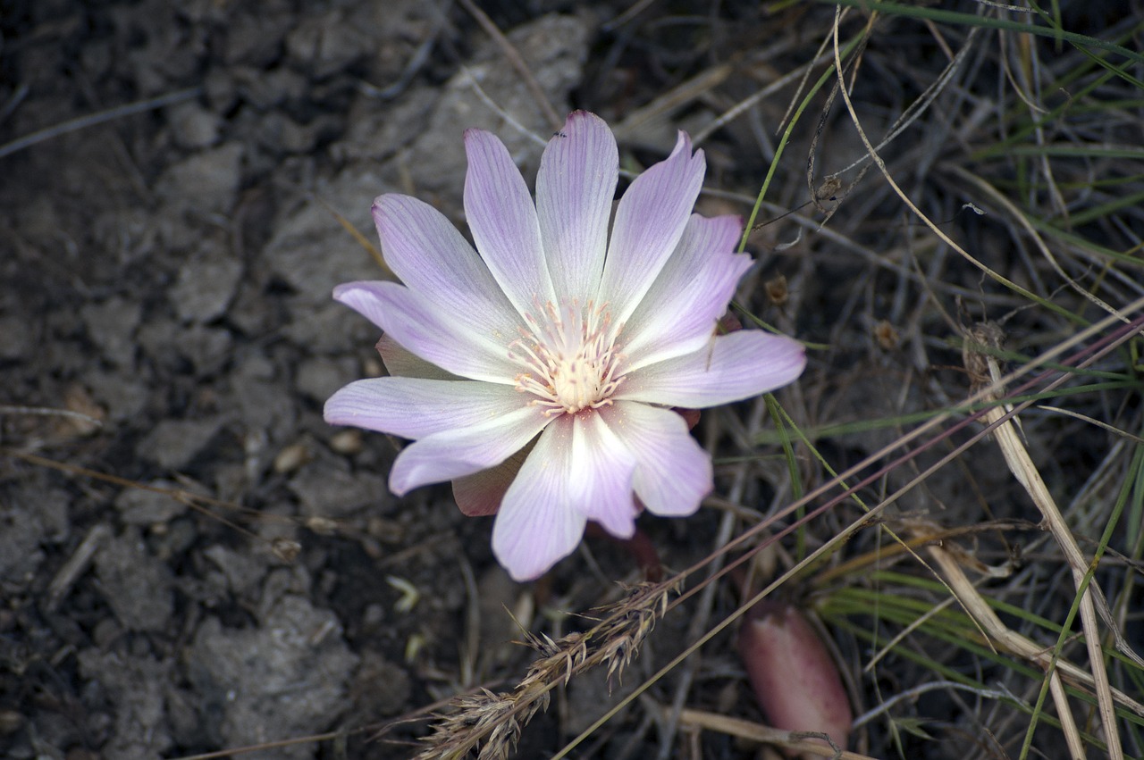 flower wildflower nature free photo