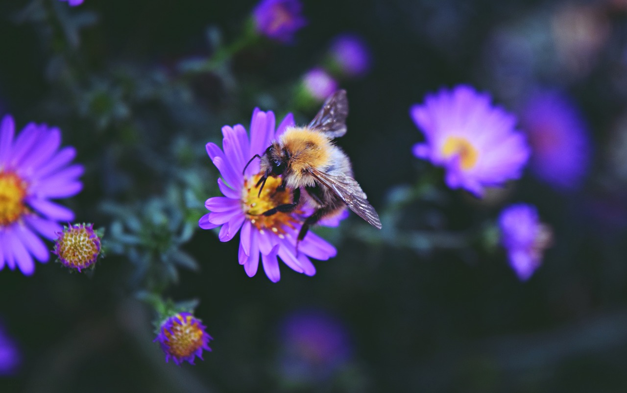 flower purple blossom free photo