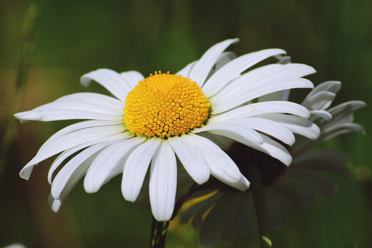 flower marguerite white free photo