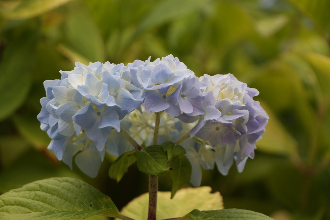 flower hydrangea blue free photo