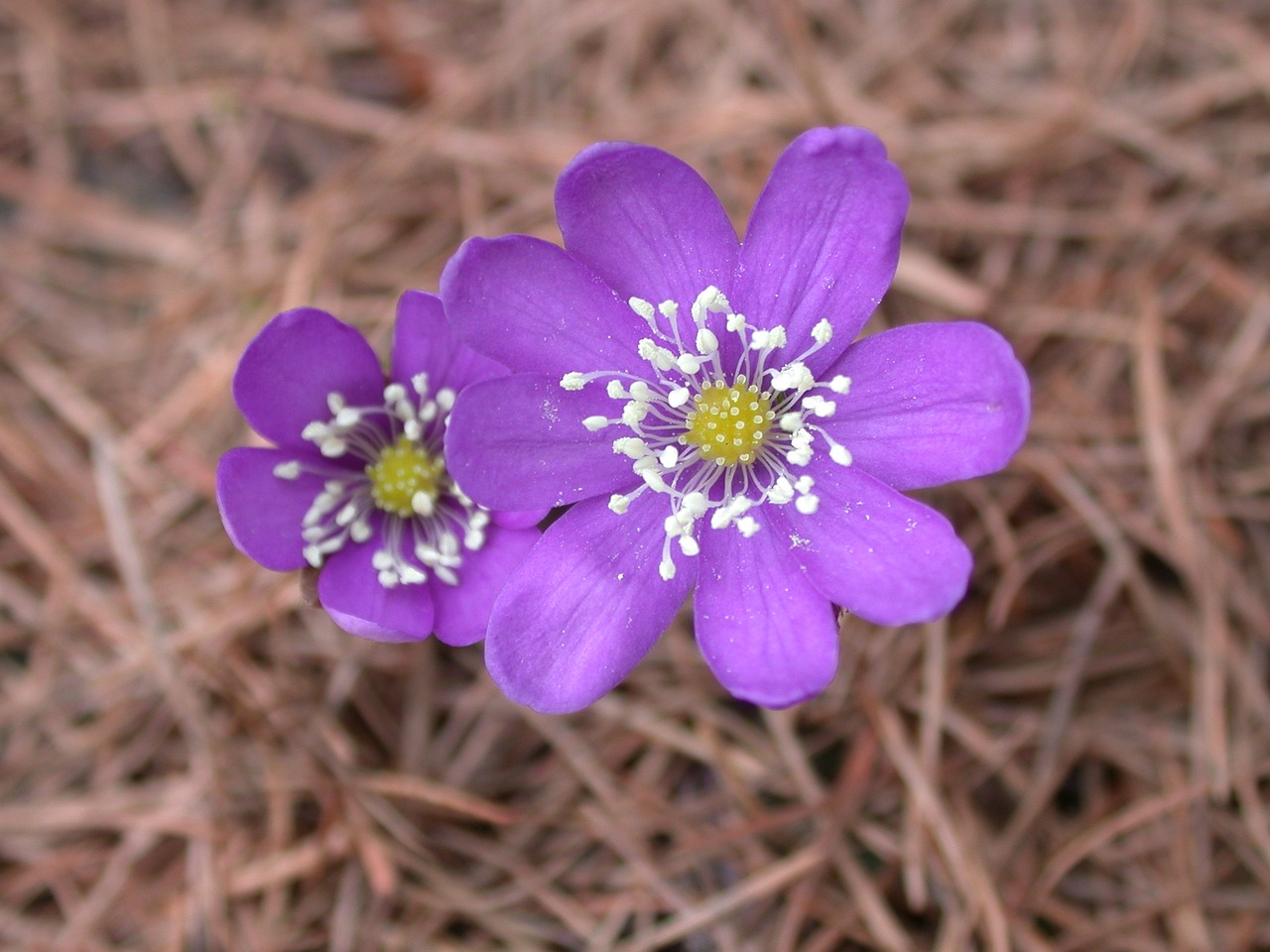 flower mountain violet free photo