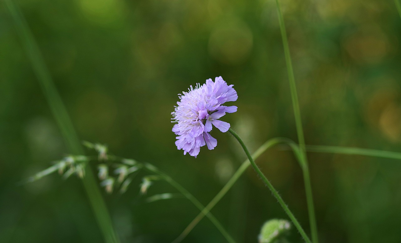 flower blue lonely free photo