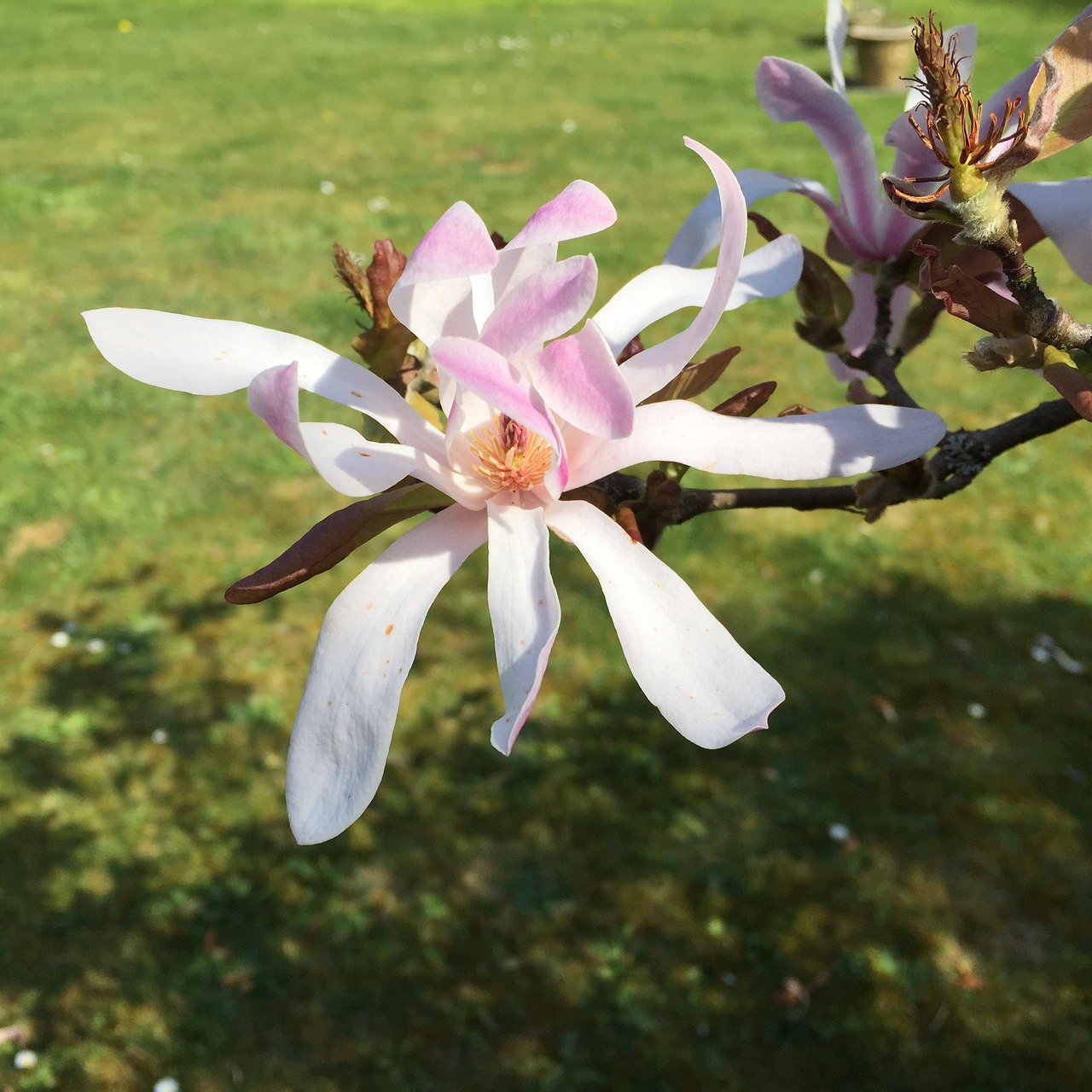 flower magnolia nature free photo