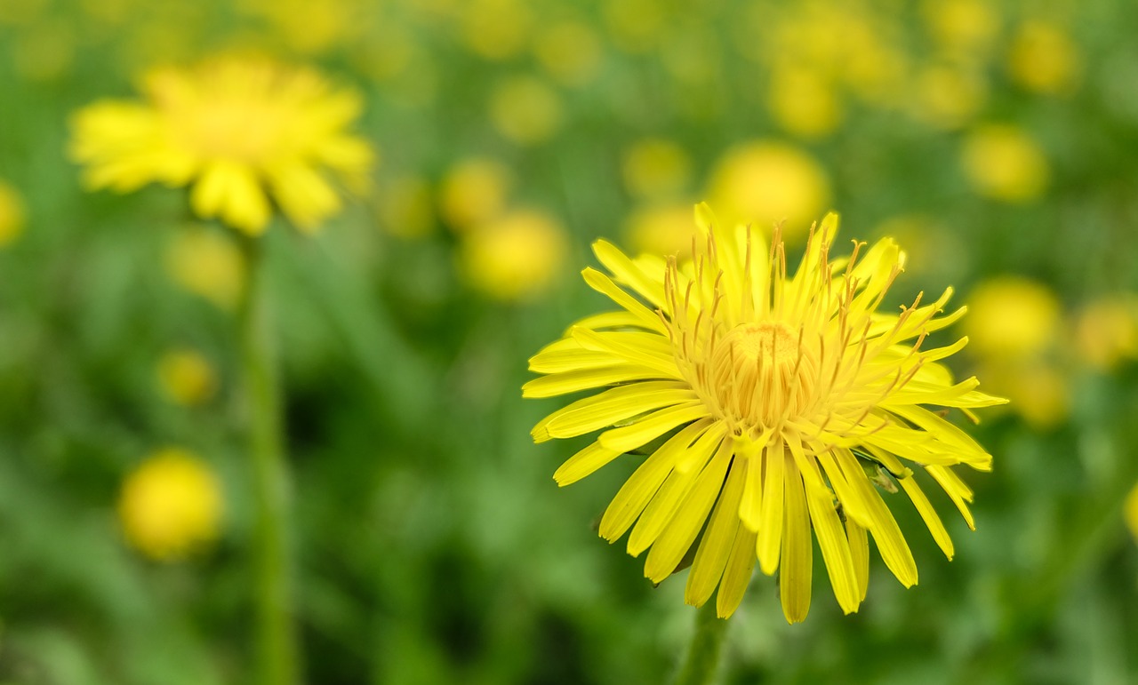 flower dandelion summer free photo