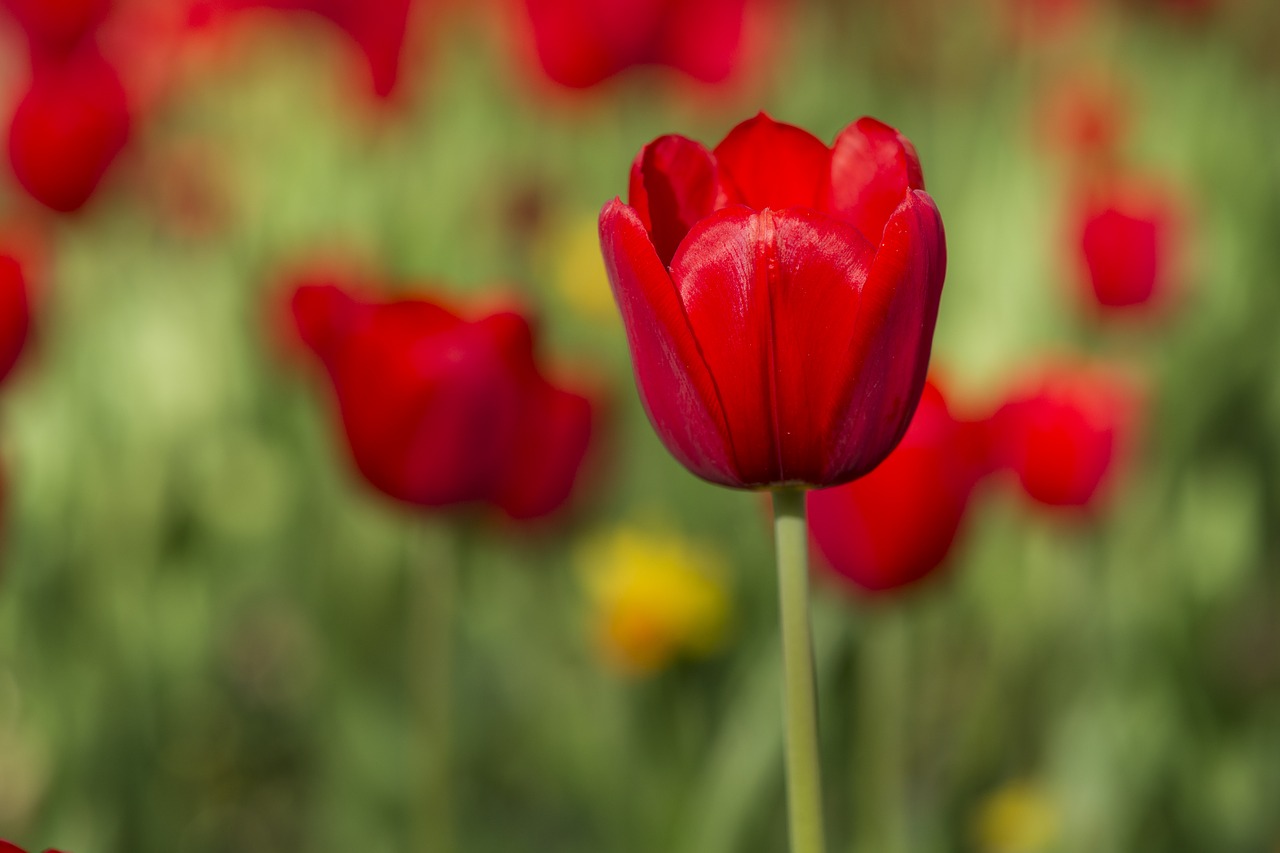 flower tulips red free photo