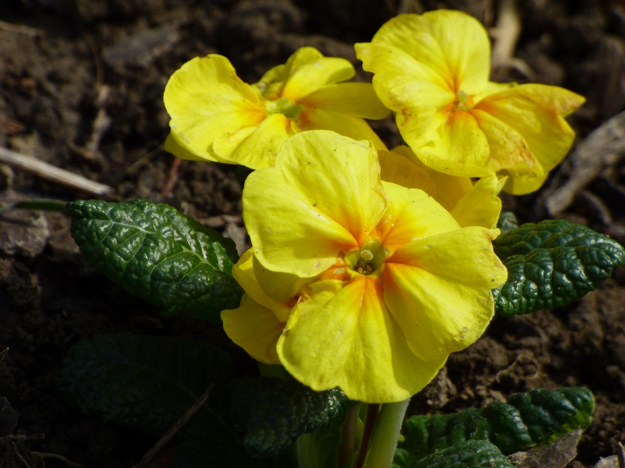 flower nature plant free photo