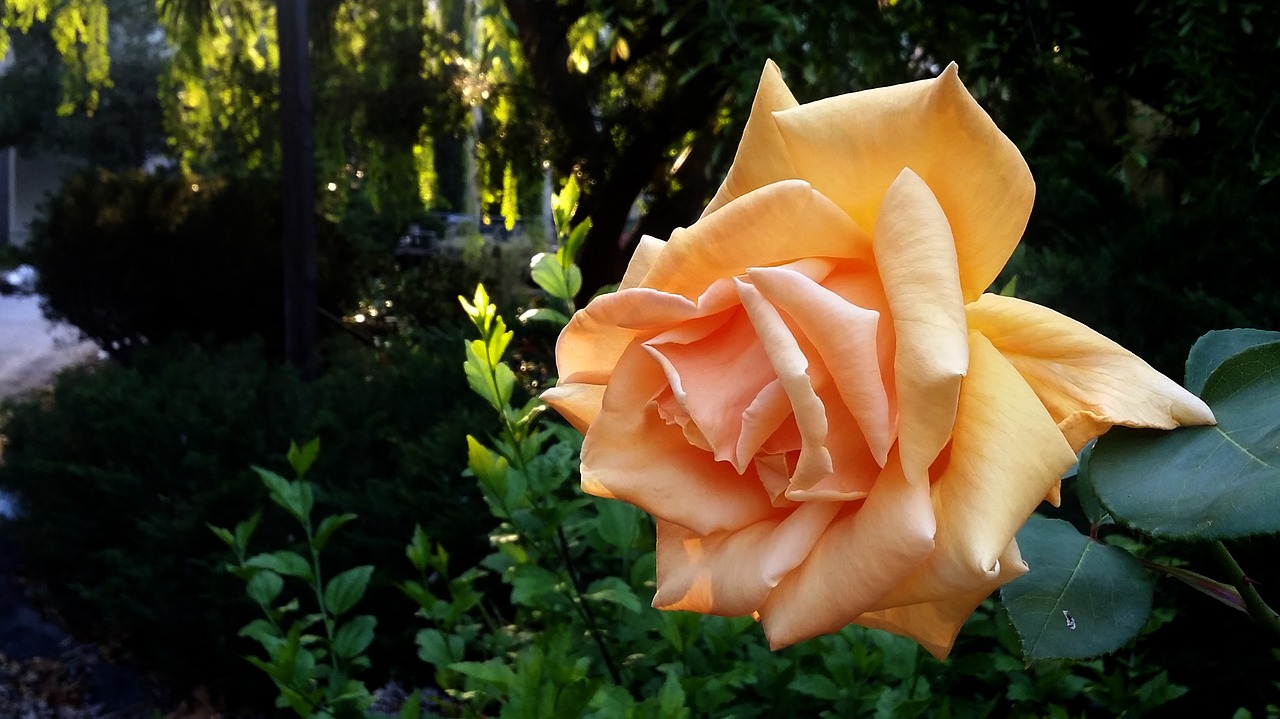 flower rose garden free photo