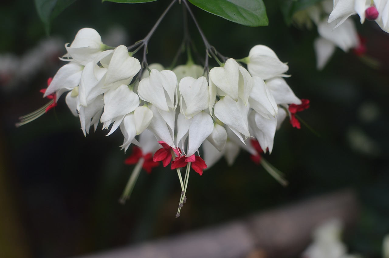 flower white beauty free photo