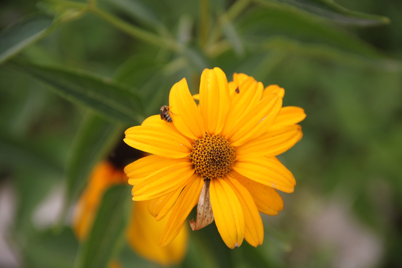 flower summer sun free photo