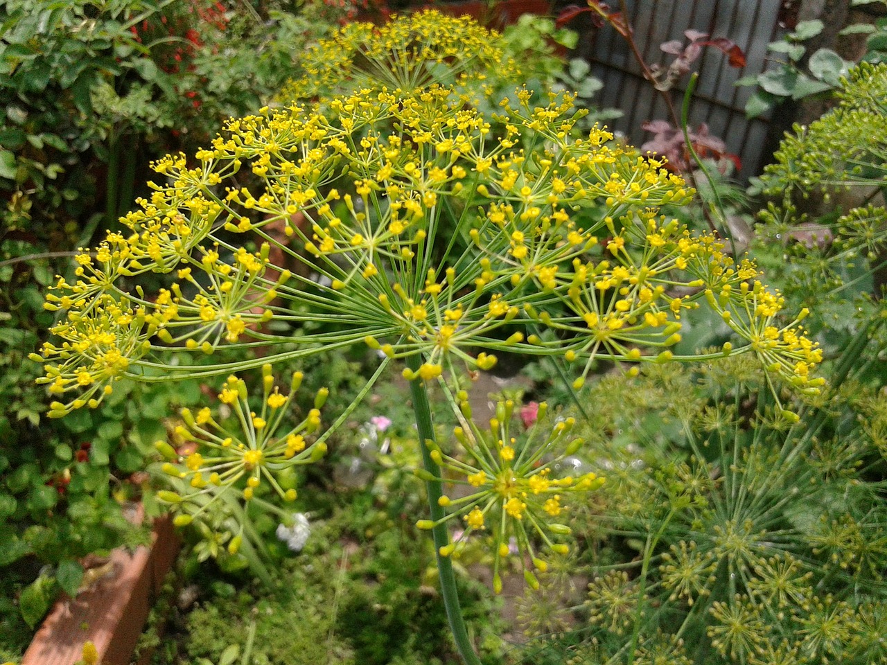 flower yellow spring free photo