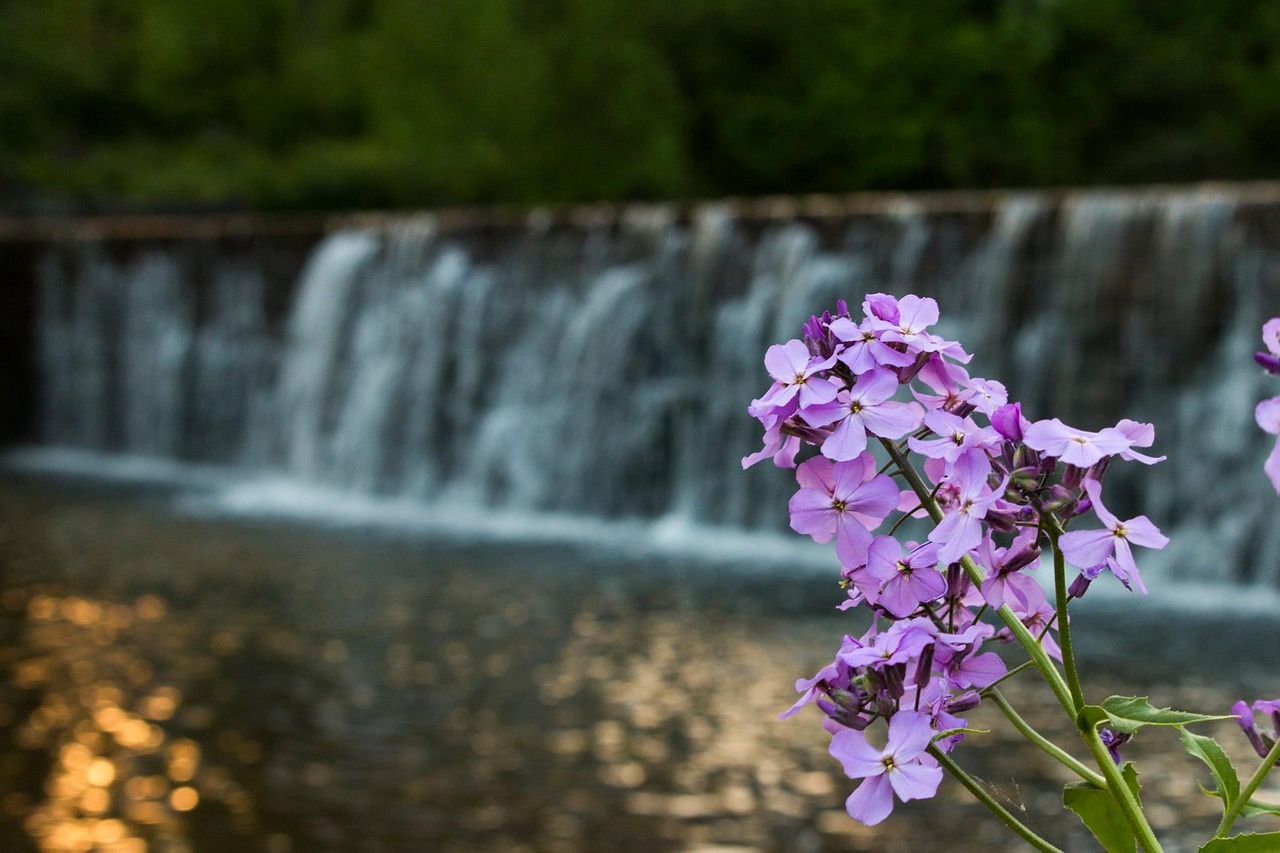 flower waterfall dam free photo
